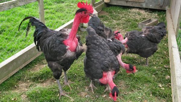 las gallinas se están quedando calvas