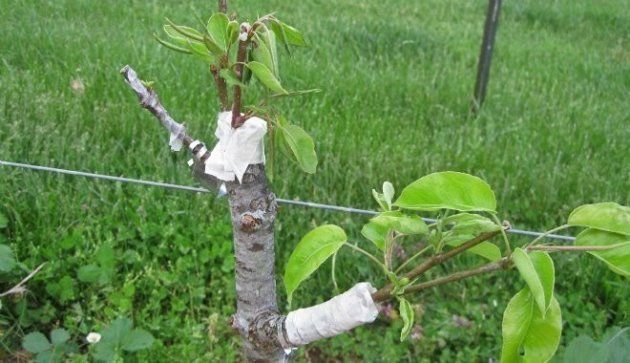 Apfelbaum wächst schlecht