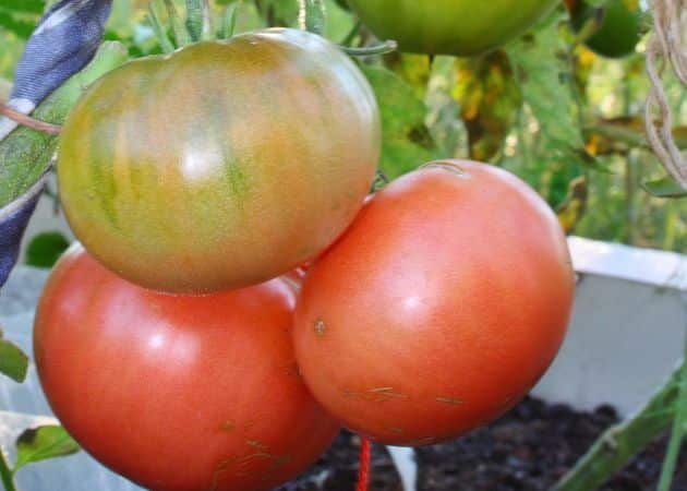 appearance of tomato valya