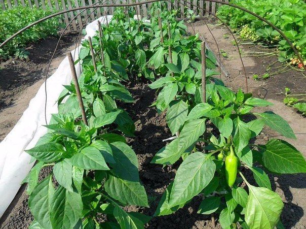 poivre dans le jardin