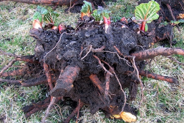 Características del trasplante.