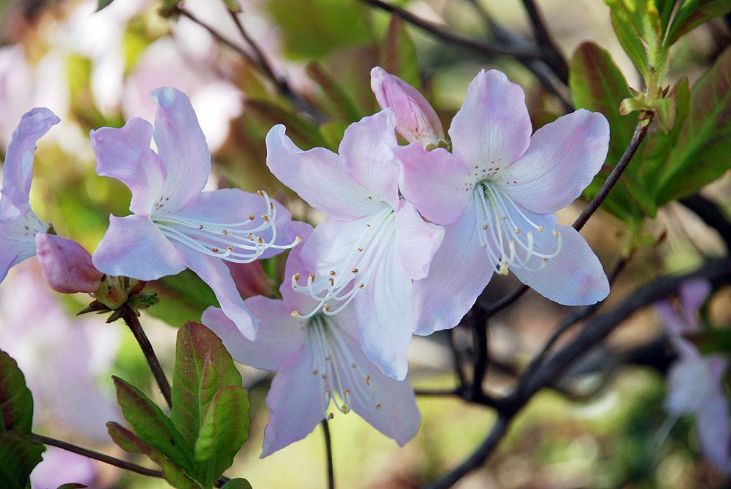 Rhododendron Schlippenbach