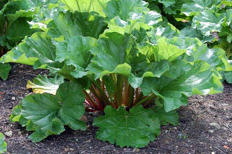 Mga kapaki-pakinabang na katangian ng rhubarb