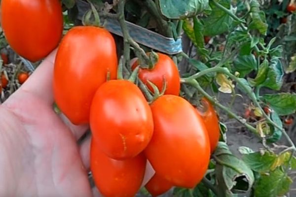 características de sabor