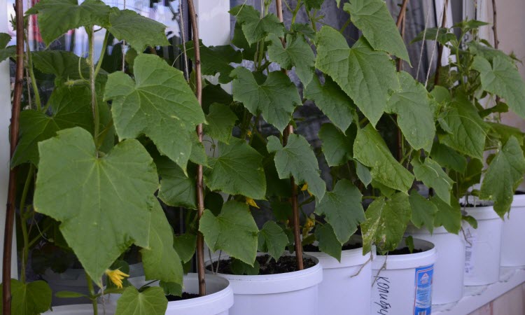 cucumbers in pots on the balcony