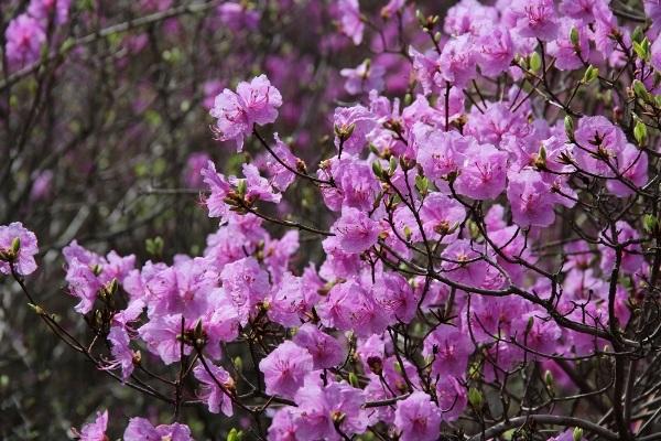 Rhododendron Daurian