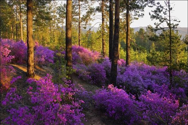 Blumen im Wald 