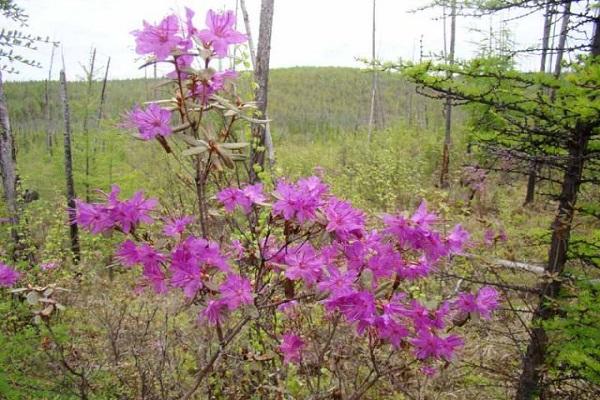 rododendro vegetal