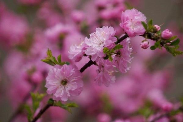 planta amb flors 