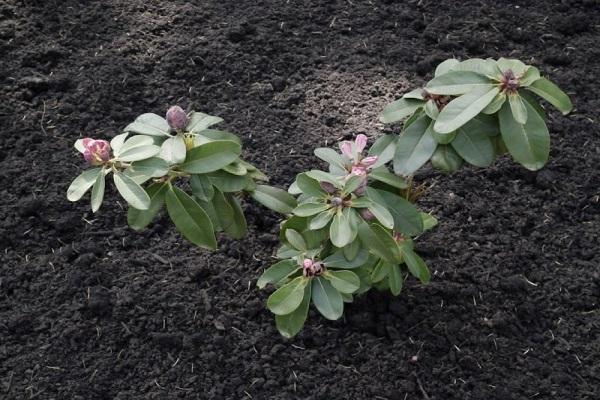 fertilitzar la planta