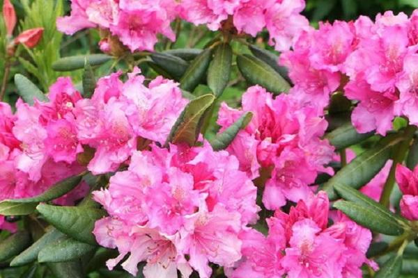 rhododendron Hague 