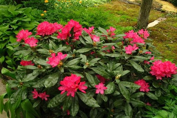 virág Rhododendron 