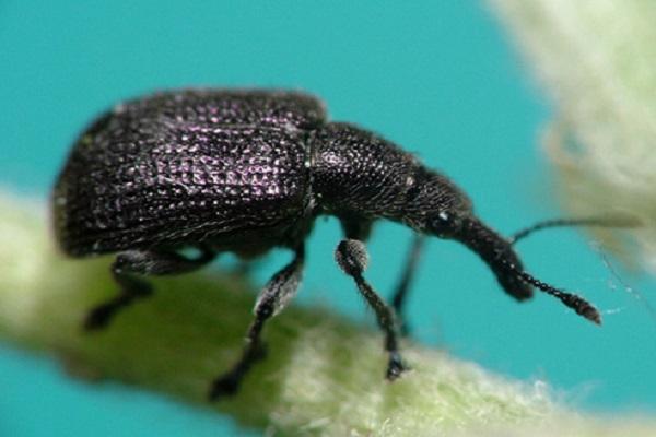 weevil feeding 