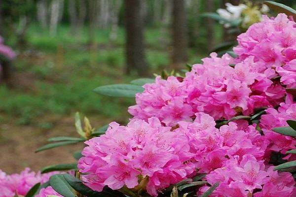 arbustos de flores 