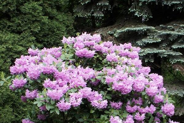 rhododendrons blooming