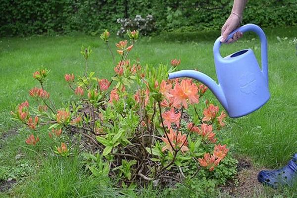 durcissement de la plante