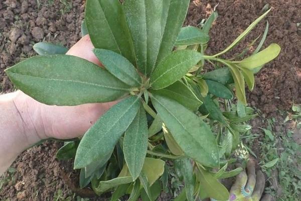 replanting shrubs