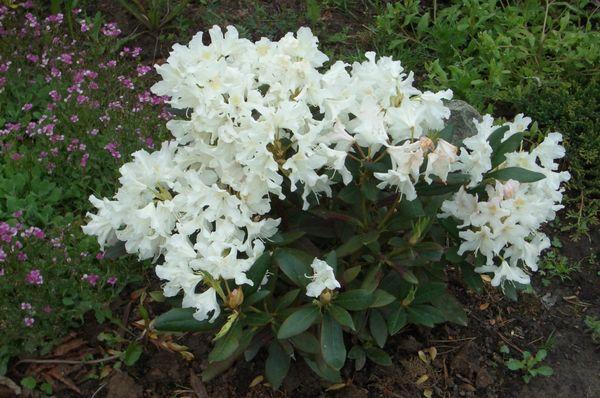 rododendro blanco