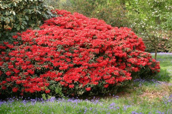 Rododendro vermelho