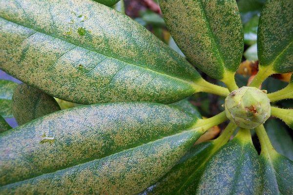 Mudas de rododendro