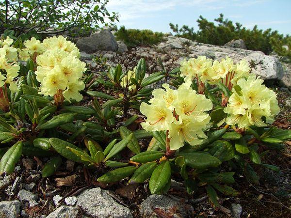 Rhododendron officinalis