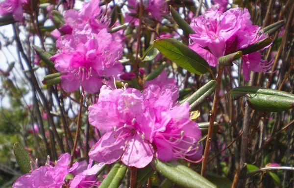 Rododendras Daurijos