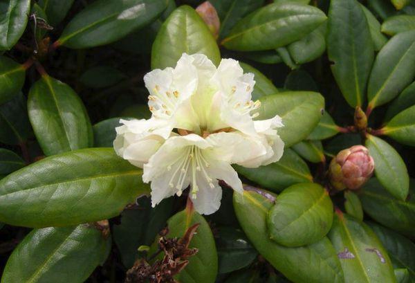 Rododendron zlatý