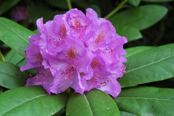 Rhododendron Katevbinsky