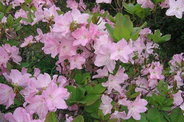 Rhododendron-Busch