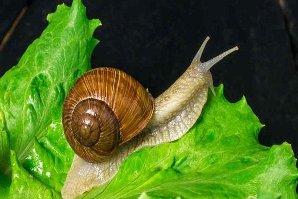 caracol em uma folha 