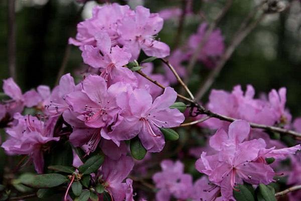 Blüte im Frühling 