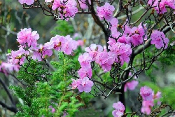 pokok renek berbunga