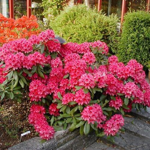 rododendron nowy zembla