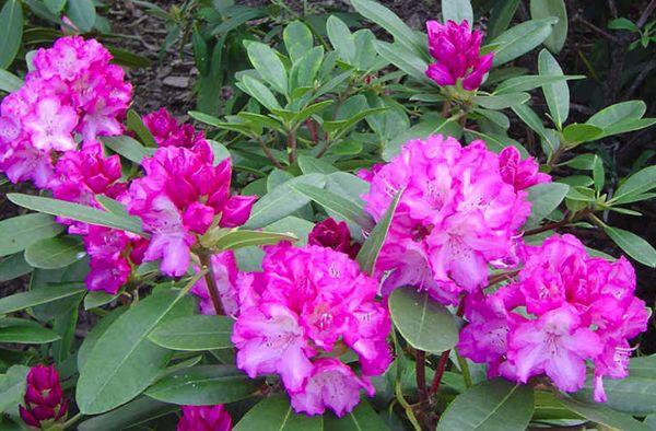 Rhododendron Helliki