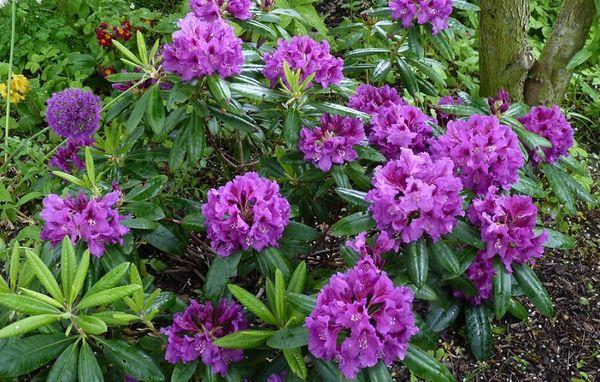 mga bulaklak ng rhododendron