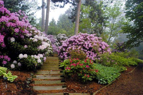 Zahradní rododendron