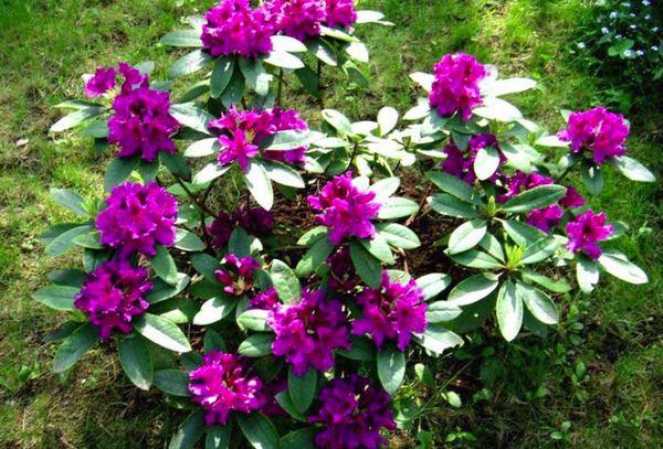 Rhododendron Rasputin