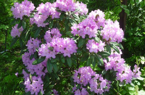 Caring for rhododendrons