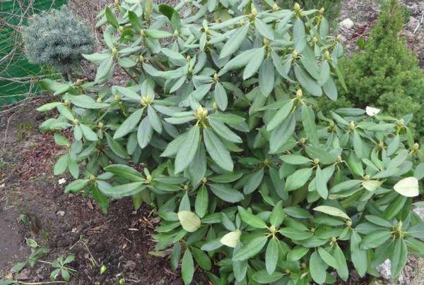 Rhododendrons without buds