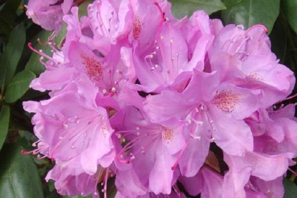 buisson de rhododendrons