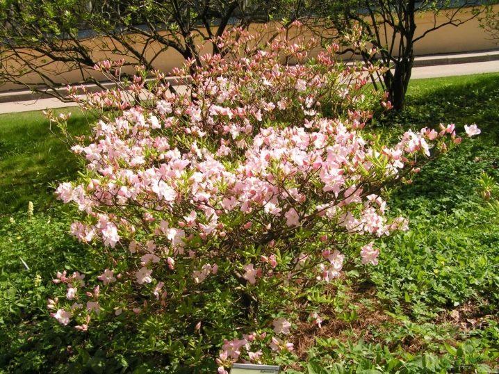 Rododendron Schlippenbach