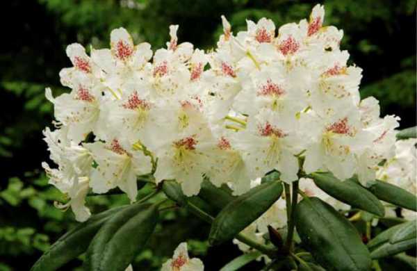 rododendron virág 