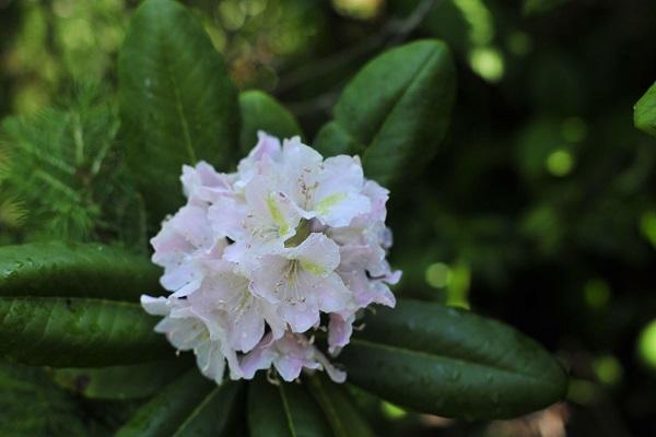 verblasste Blüte 