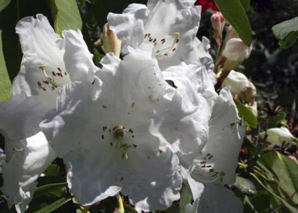 rododendron graffica