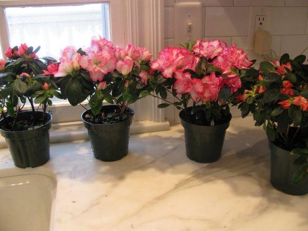 replantar azalea