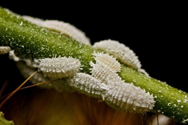 Mealybug