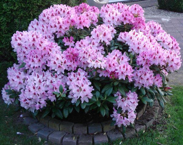 Rhododendrons in the garden