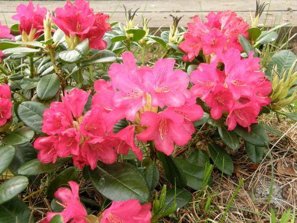 Mauritz rhododendrons