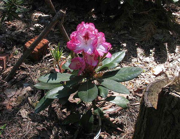 plantando rododendros 