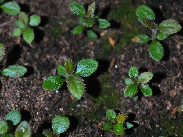 rhododendron sprouts